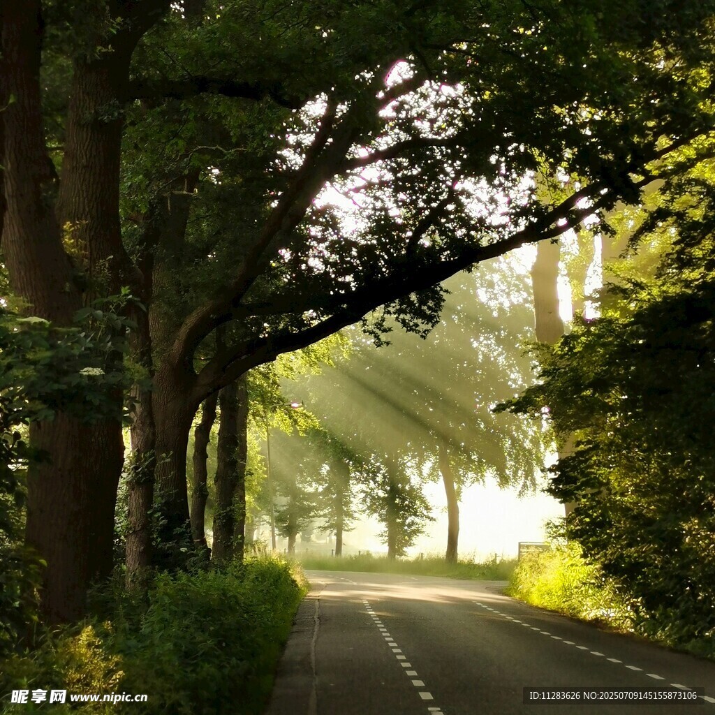 林间晨光下的静谧道路
