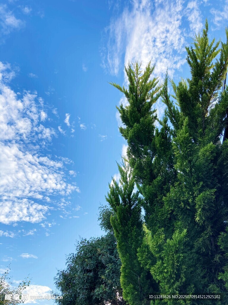 蓝天绿树美景
