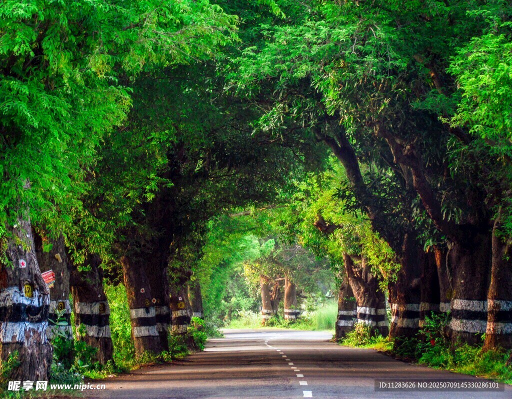 绿荫成拱的林间道路