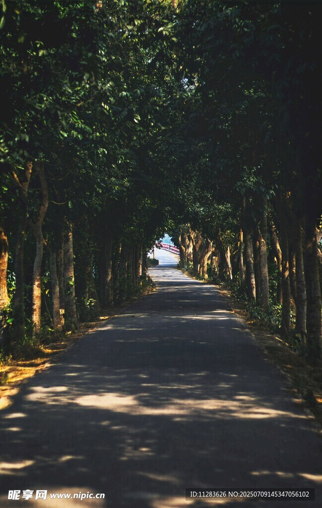 林间阳光小道