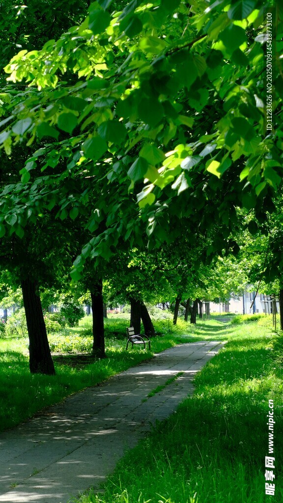 林荫小道