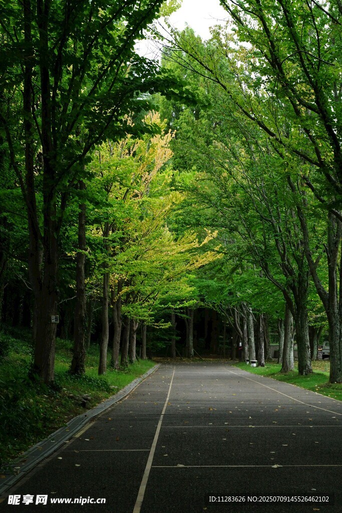 林间静谧道路