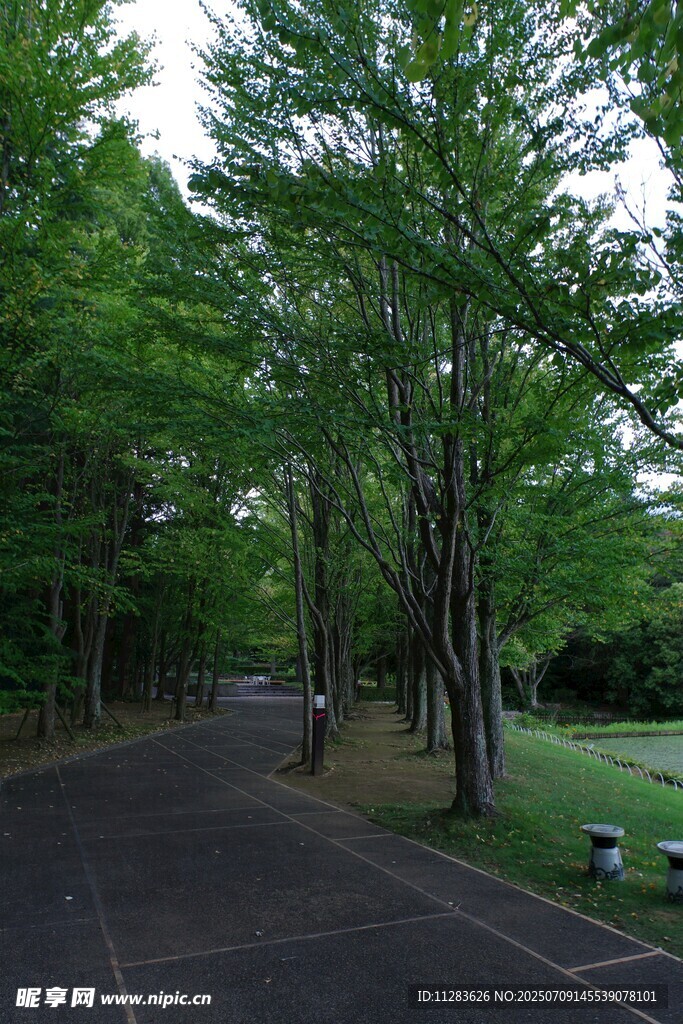 林间幽静小路
