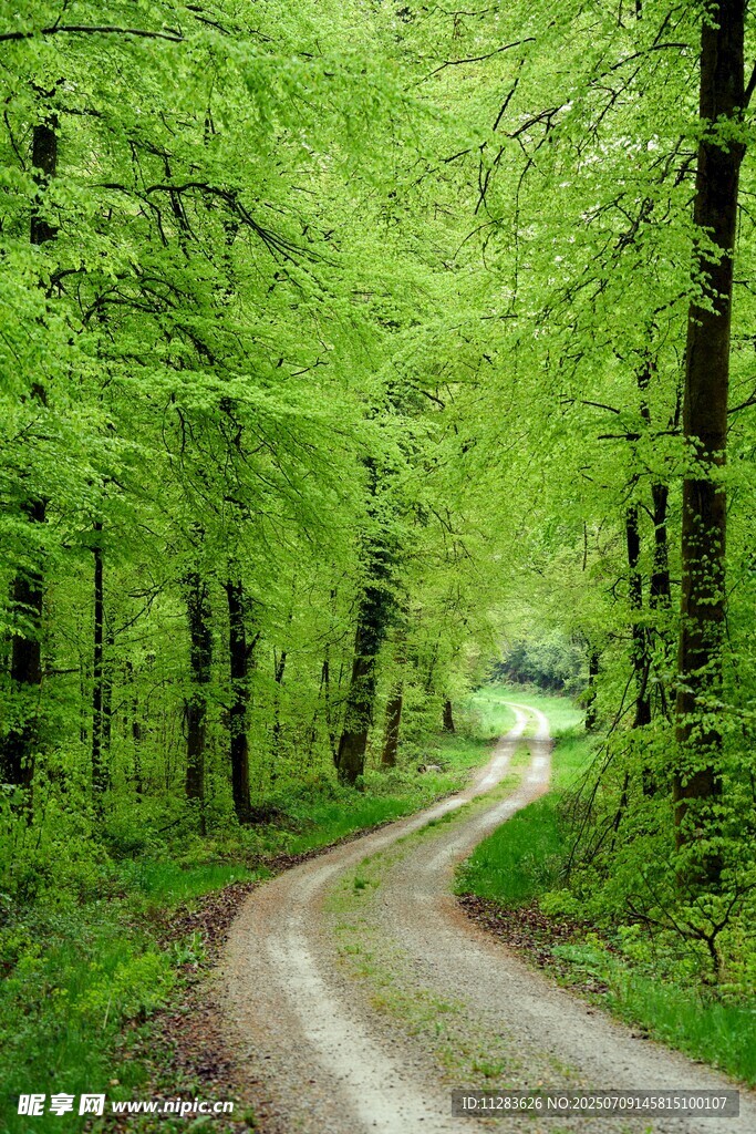林间蜿蜒小路