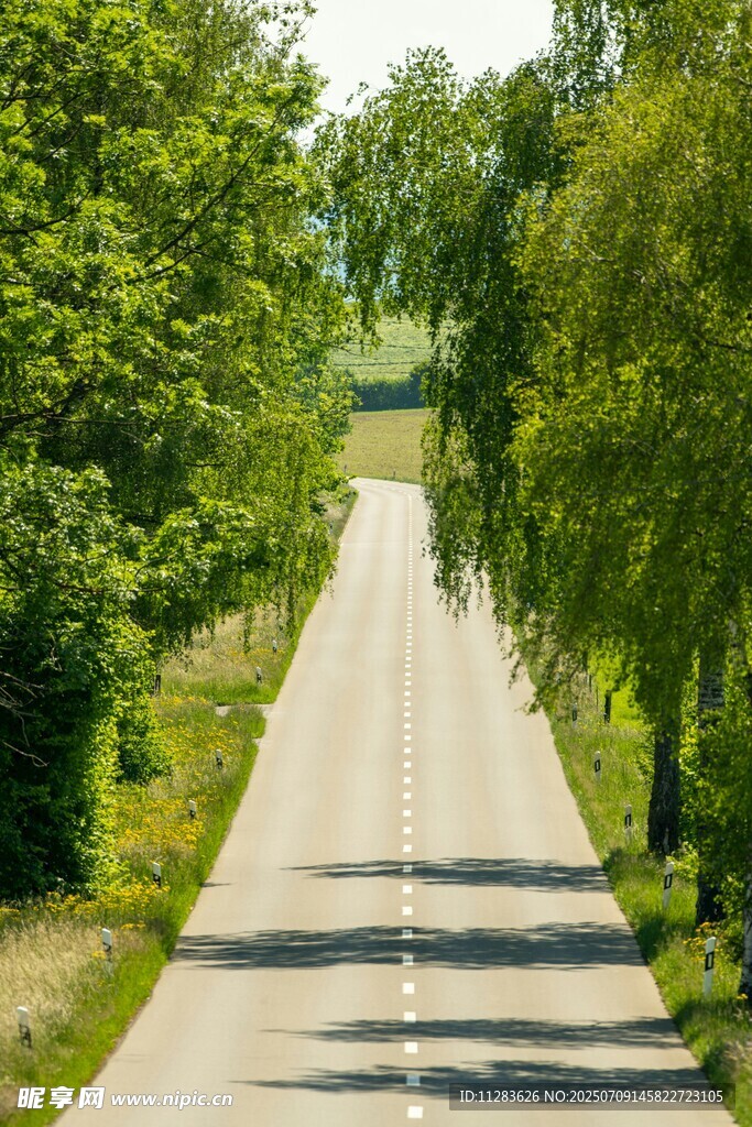 乡间林荫路