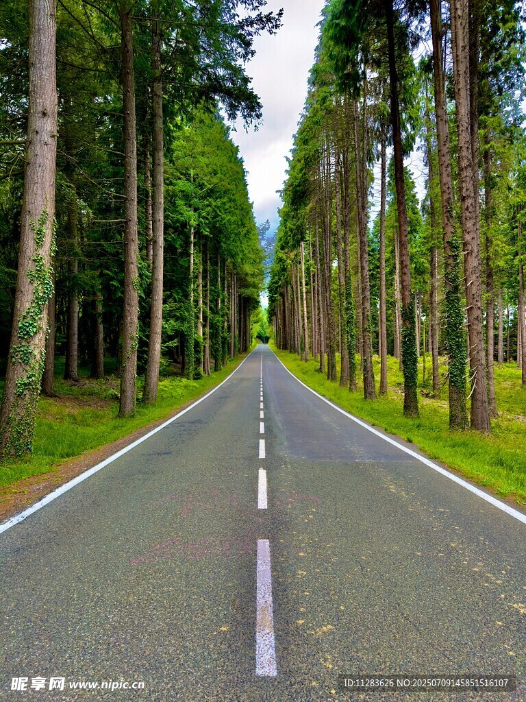 林间笔直公路风景