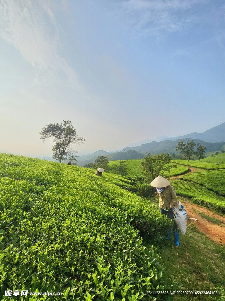 山间茶园美景