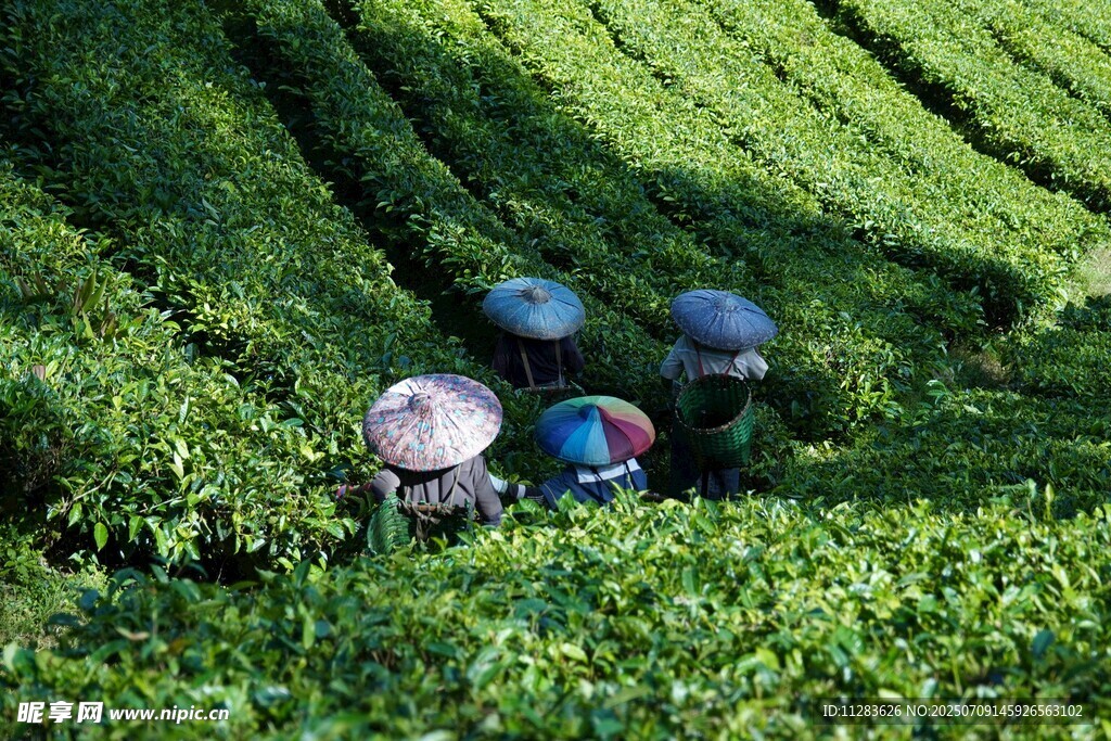 茶园中劳作的采茶人
