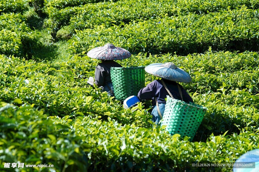 茶园里的采茶工