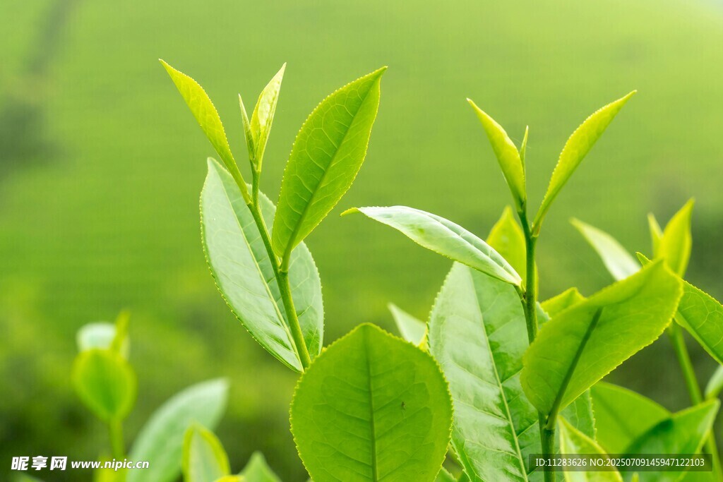 嫩绿茶叶生机盎然