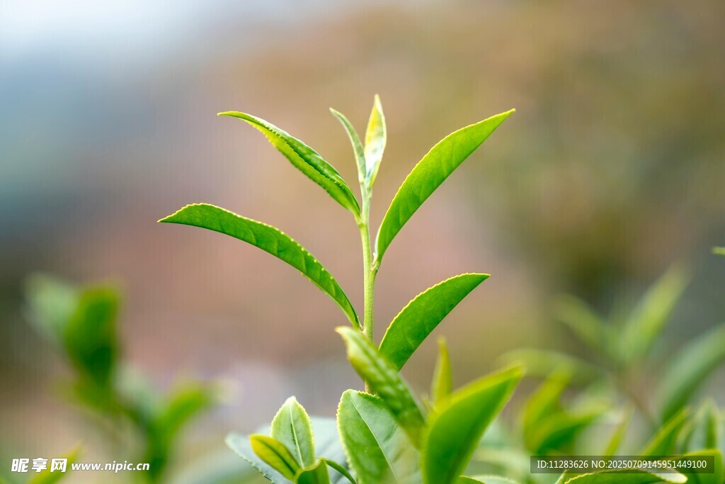 嫩绿茶芽初绽