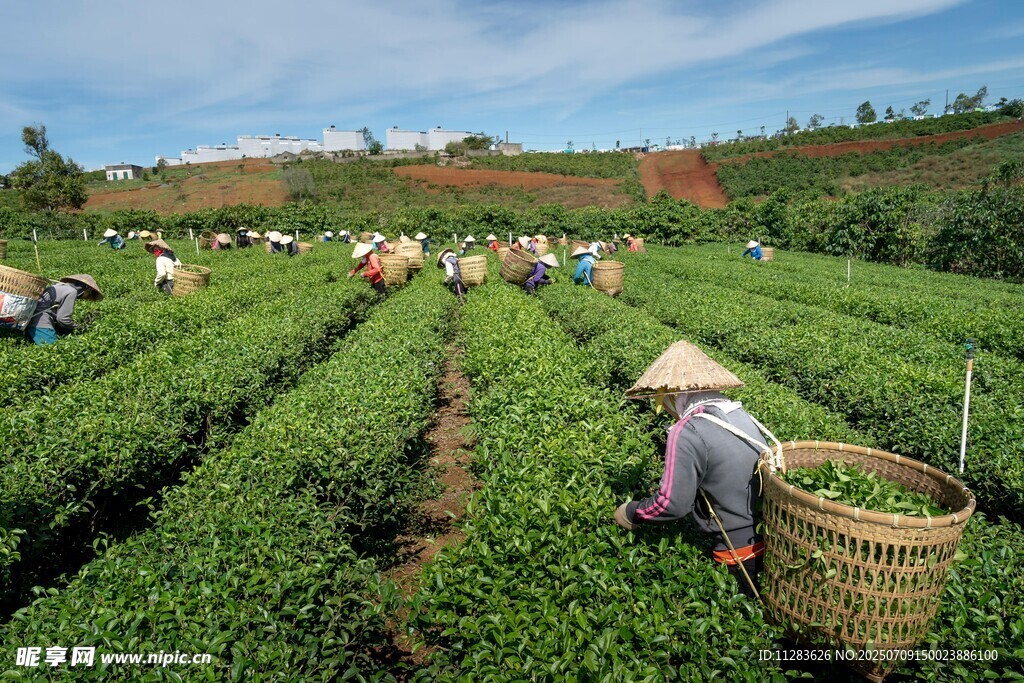 茶园劳作景象