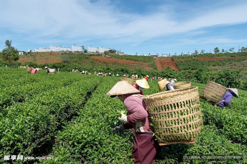 茶园采茶女