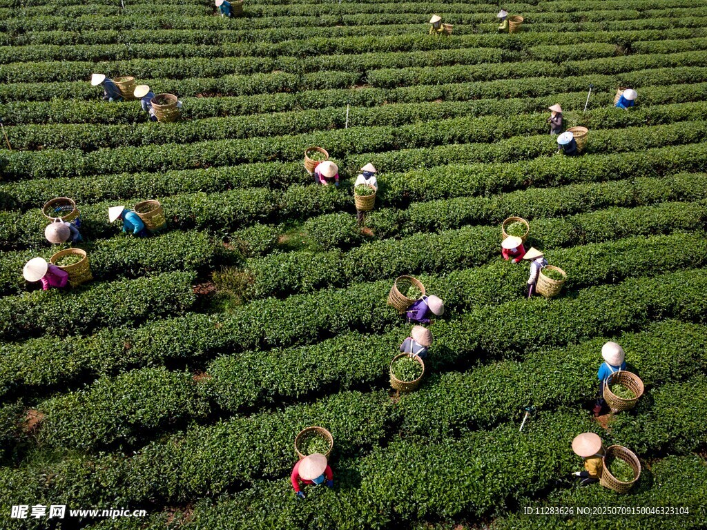 茶园里的采茶工