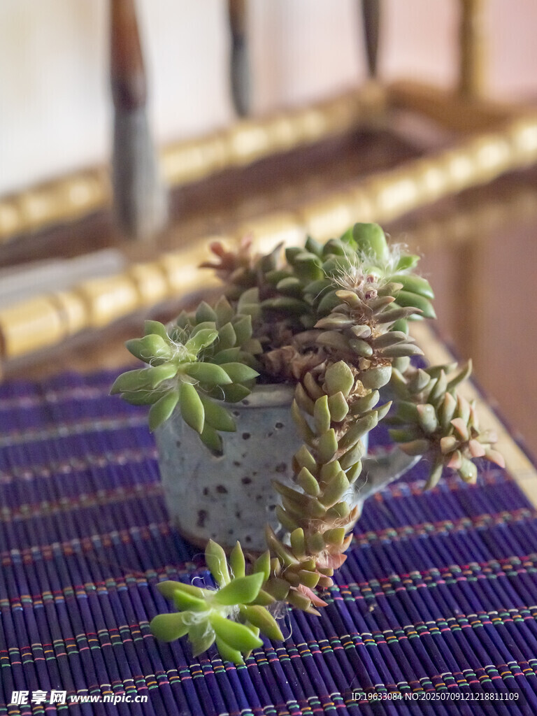 可爱多肉植物