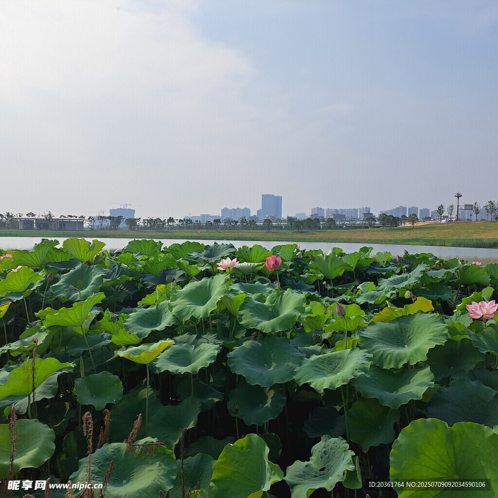 夏日荷塘美景
