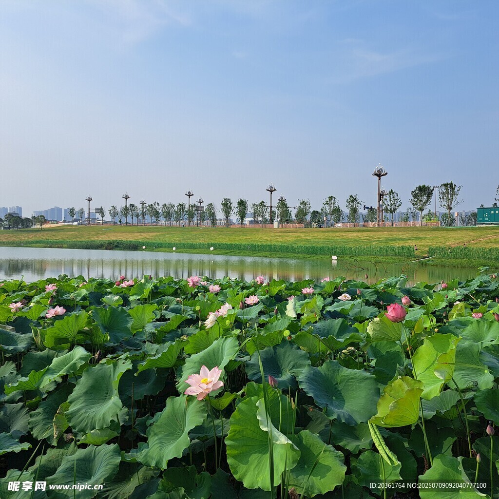 夏日荷塘美景
