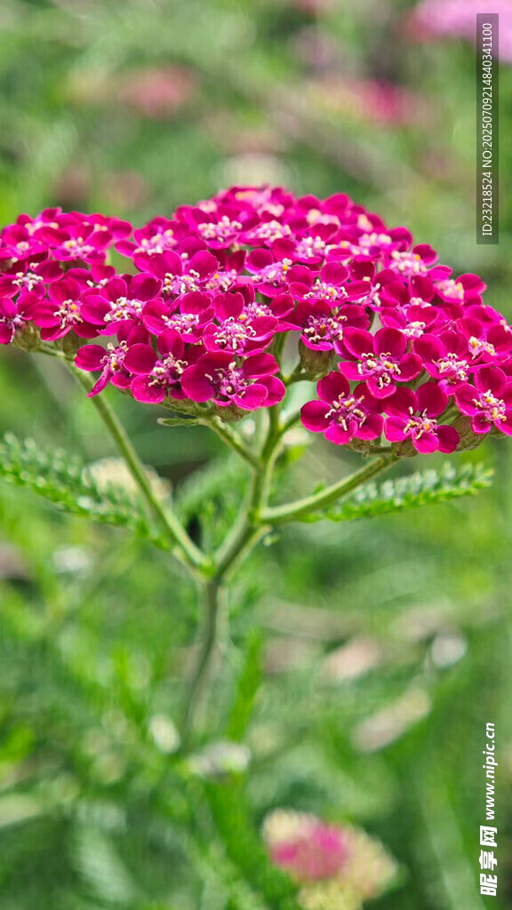 蓍草花