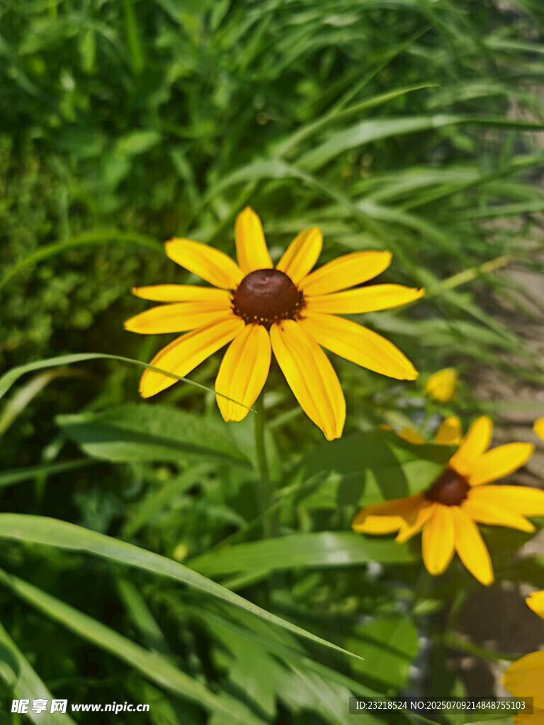 金黄黑心菊