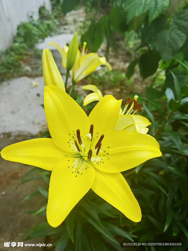 黄色百合花