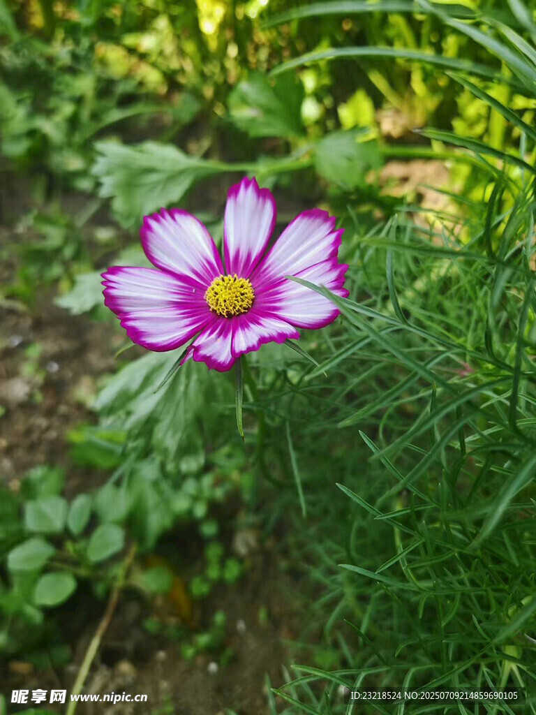波斯菊