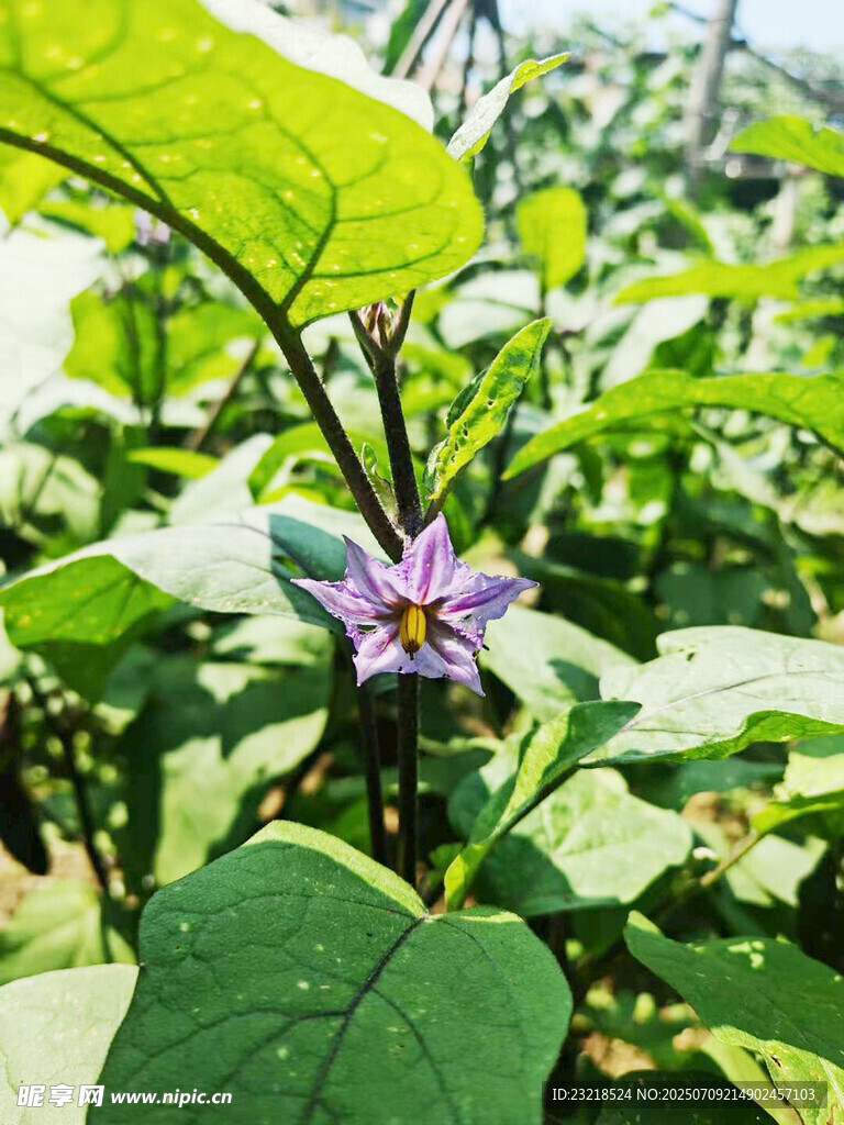 茄花