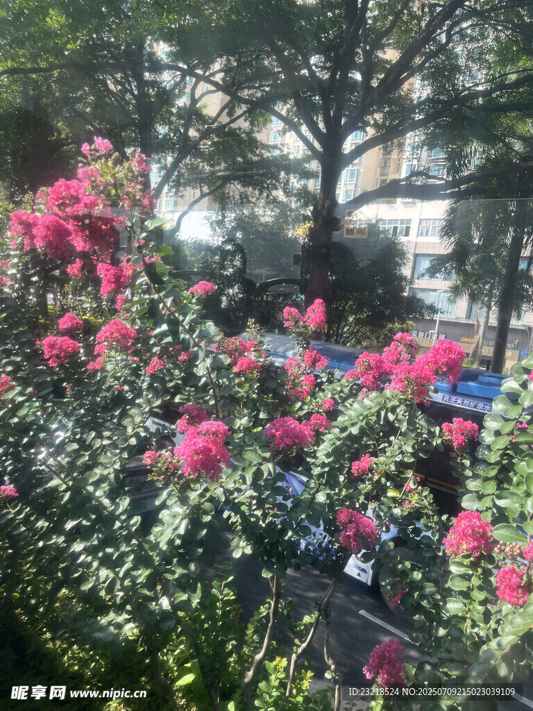 紫薇花