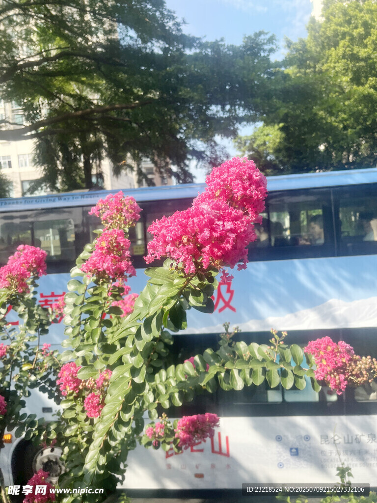 紫薇花