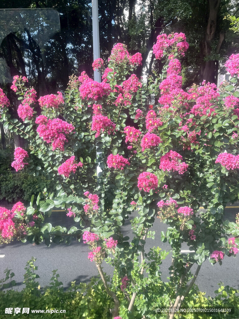 紫薇花