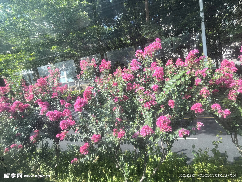 紫薇花