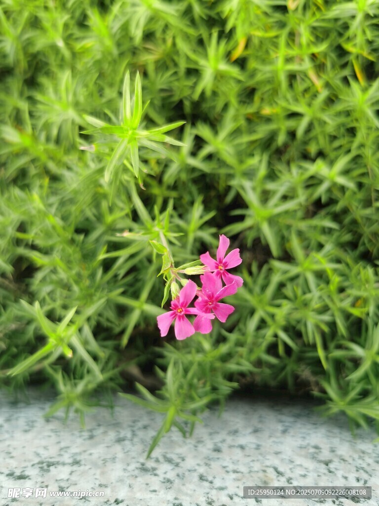 草丛中的娇艳粉色小花