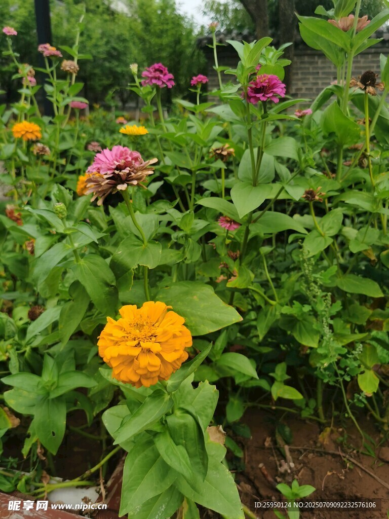 多彩花丛中的艳丽花朵
