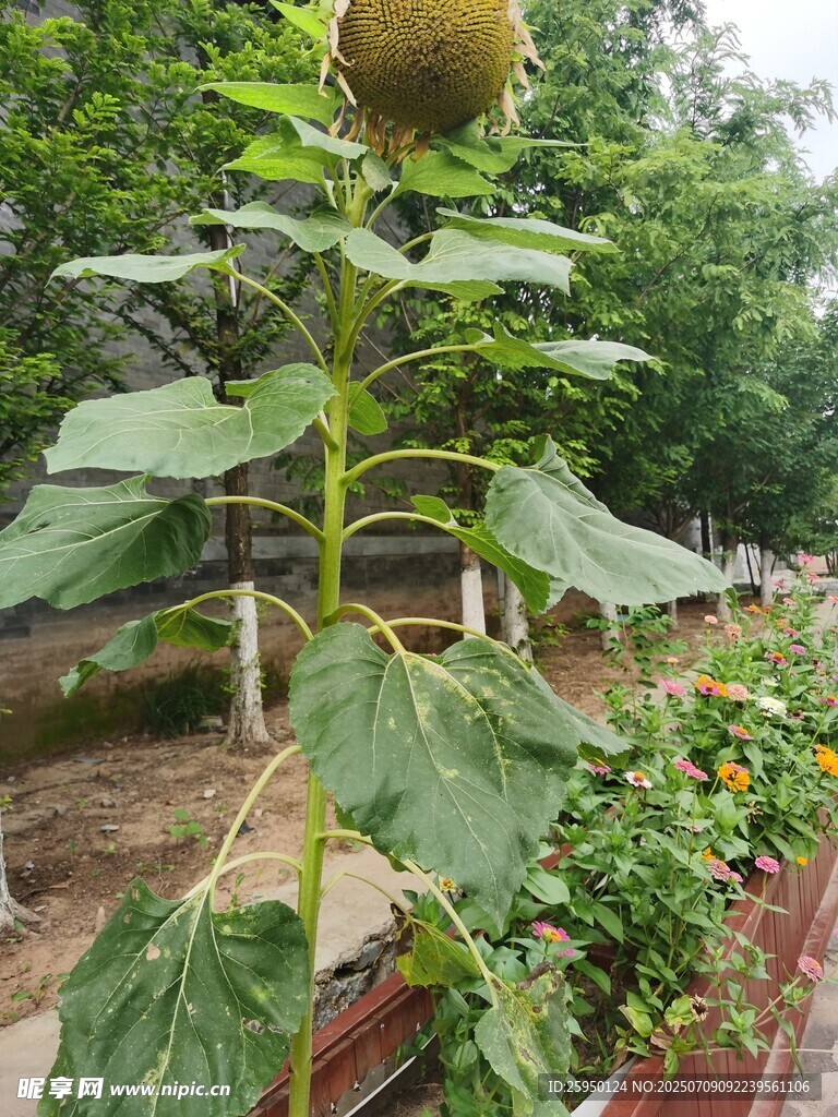花园中挺立的向日葵植株