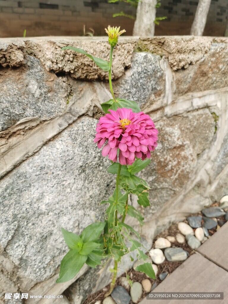 石缝中绽放的艳丽花朵