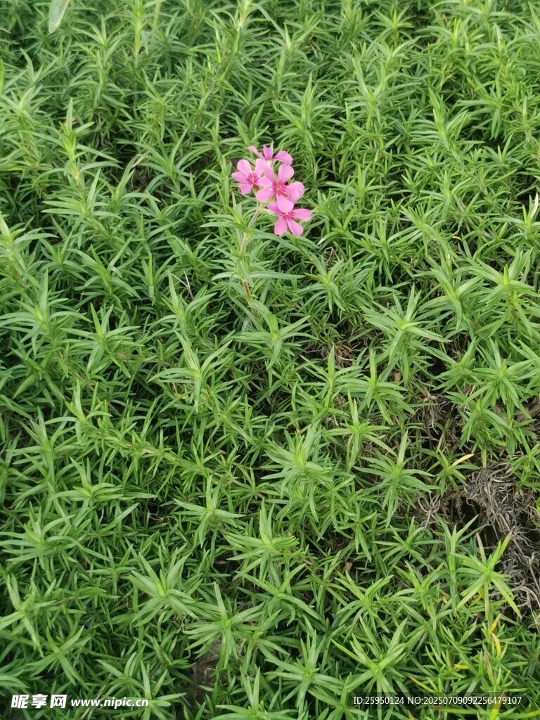 绿草中的粉色小花