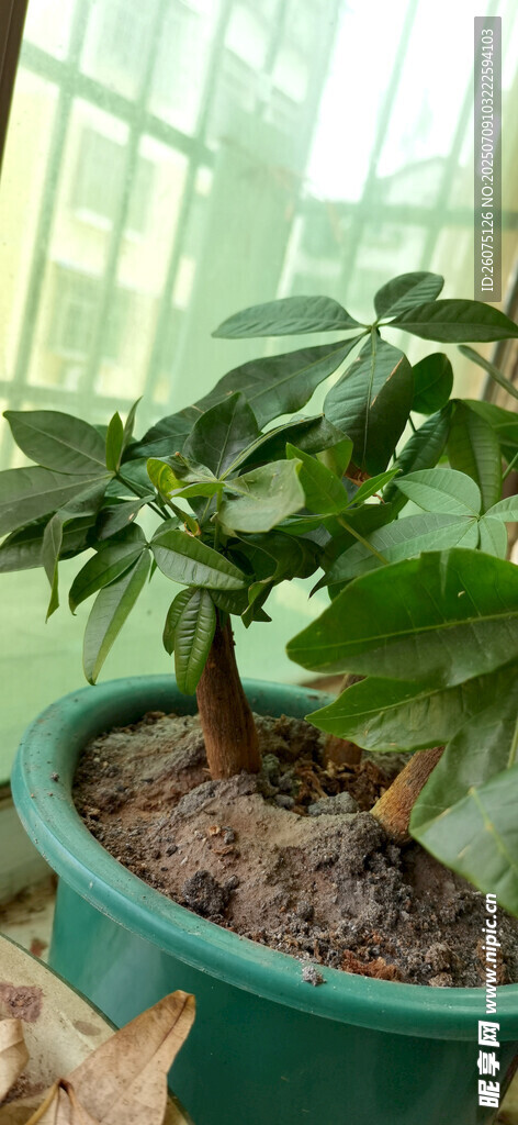 室内绿植盆栽