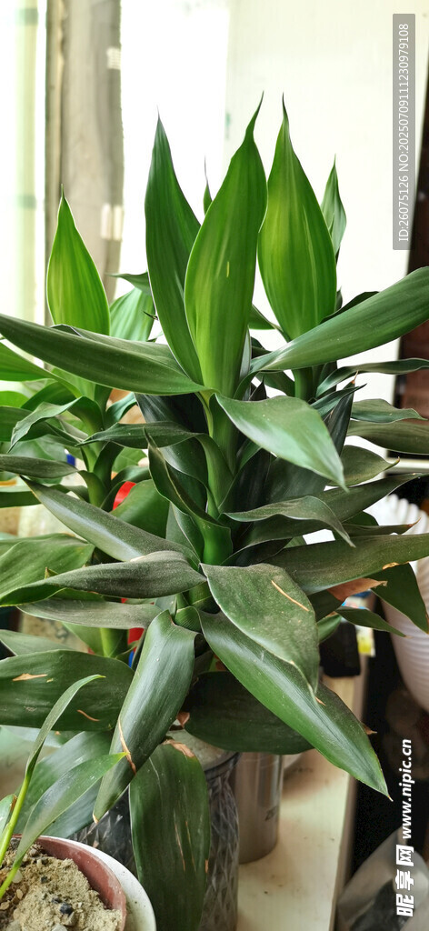 室内翠绿富贵竹植物