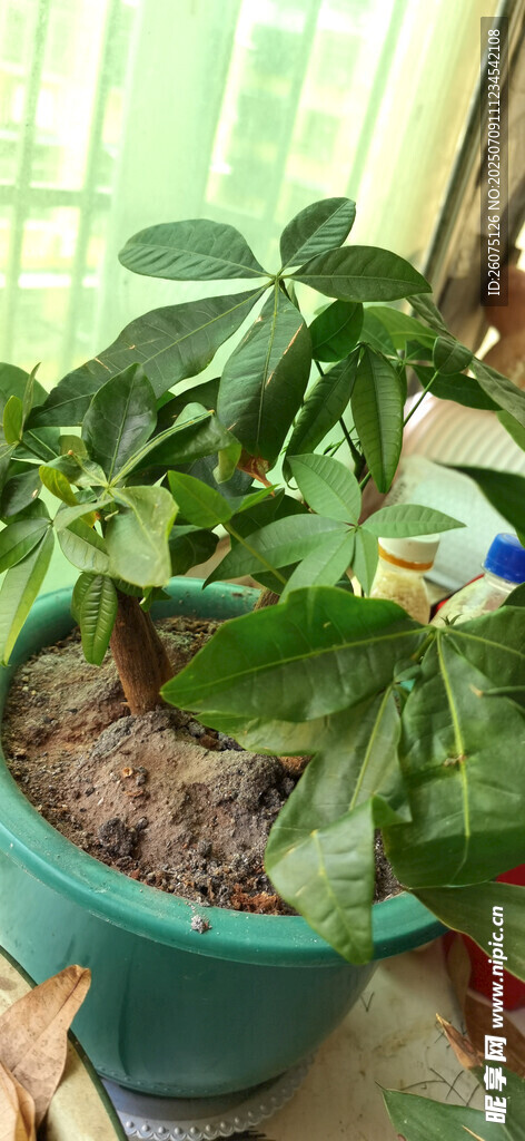 翠绿盆栽植物生机满满