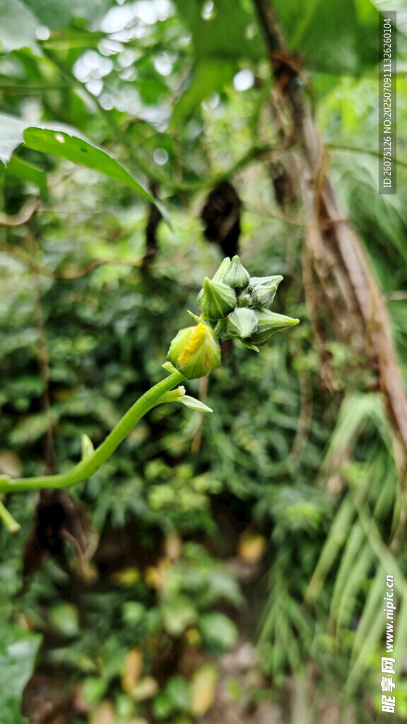 瓜藤上的花苞