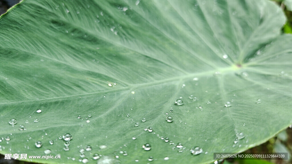 芋叶上的晶莹水珠