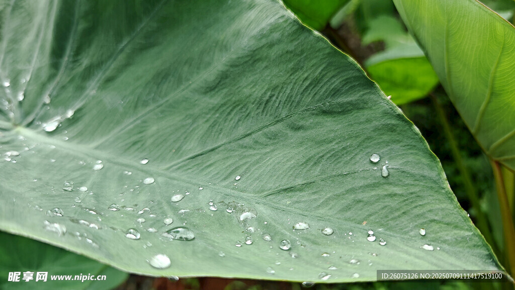芋叶上的晶莹水珠
