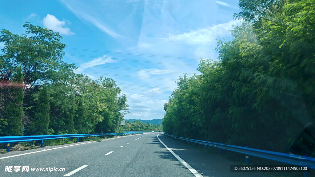 公路旁葱郁树林风景