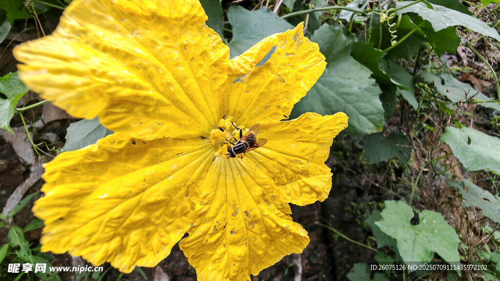明艳黄色丝瓜花与蜜蜂