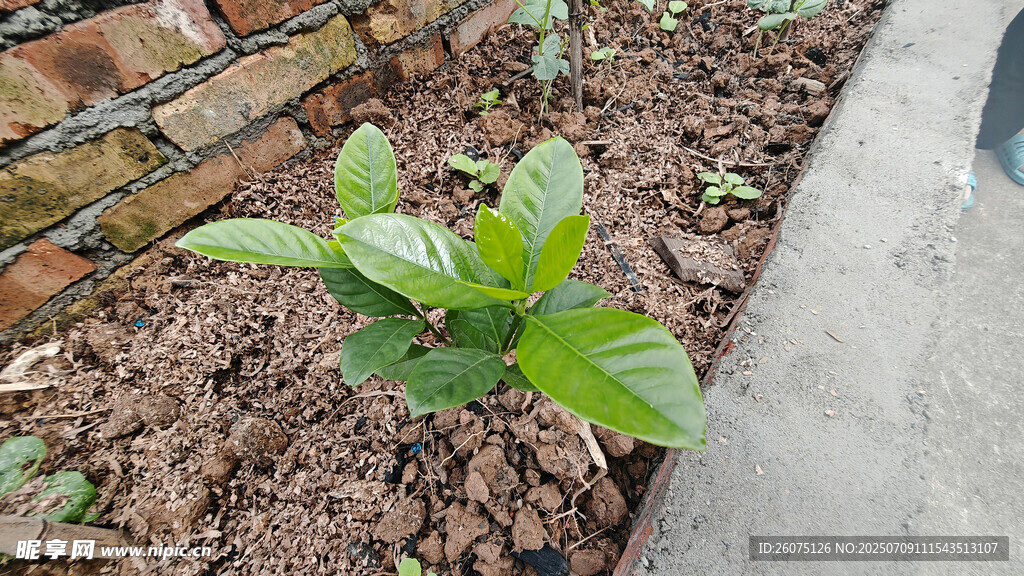 菜园中的嫩绿栀子花树苗