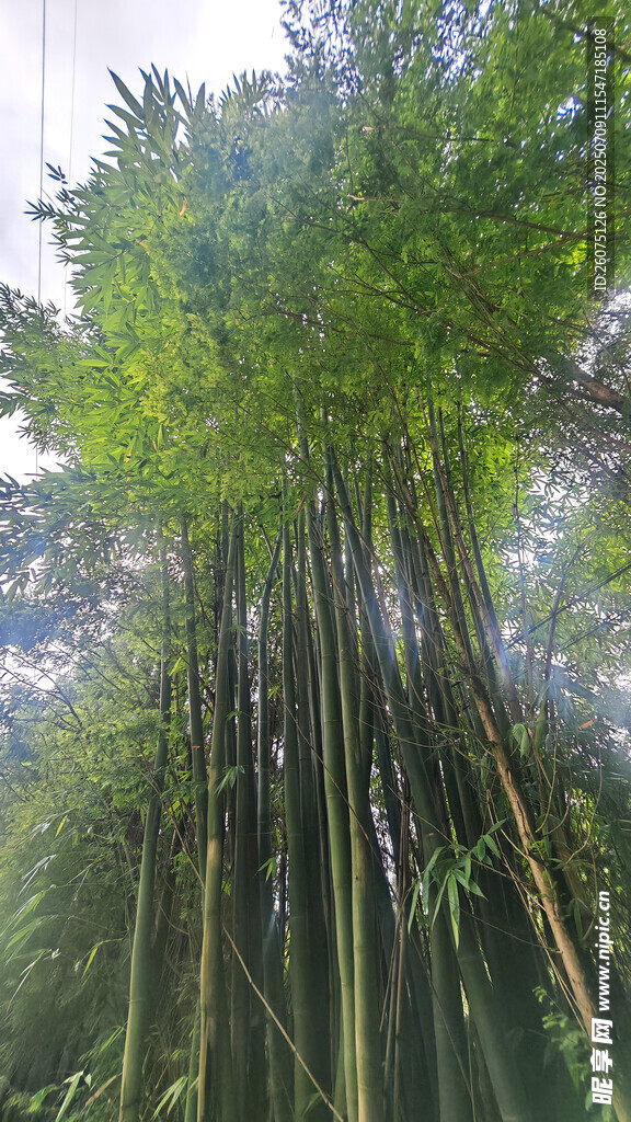 翠绿竹林
