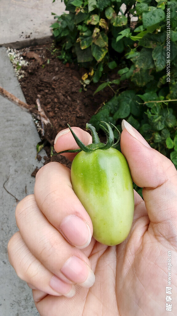 手捧青嫩小番茄