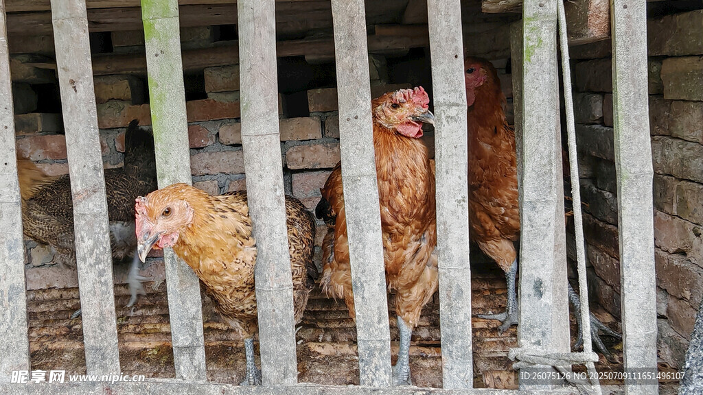 笼中鸡