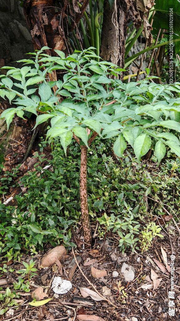 森林中的翠绿魔芋植株