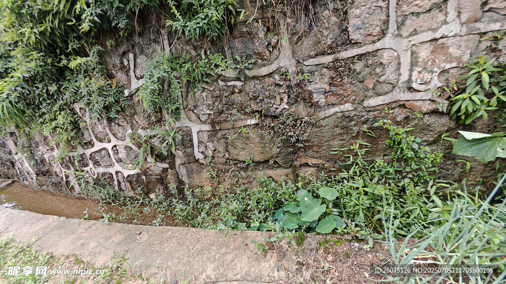石墙边的绿植与小径