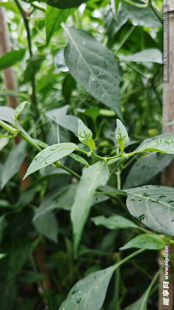 绿叶繁茂的辣椒植株